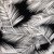 Black With White Fern